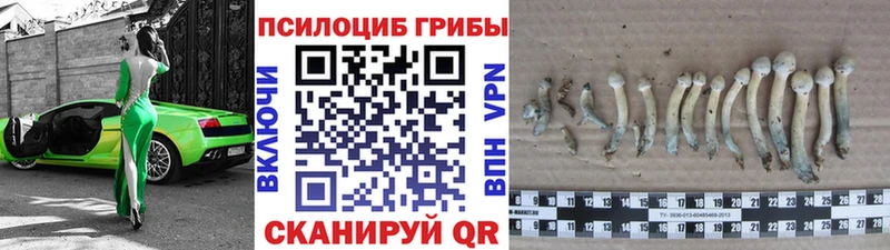 Псилоцибиновые грибы Cubensis  Белово 